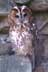 tawny owl